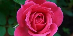 Pink Button Rose Flower