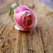 Pink Rose Flower