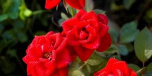 Red Button Rose Flower