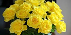Yellow Button Rose Flower