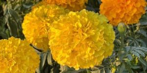 Yellow Marigold Flower