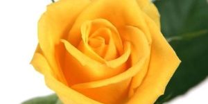 Yellow Rose Flower