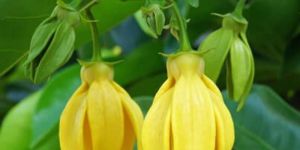 Yellow Sampangi Flower