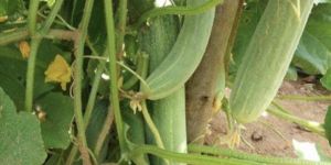 Cucumber Seed