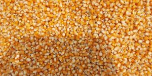 Yellow Maize
