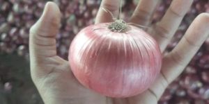 Onion