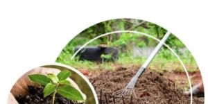 Dap Fertilizer