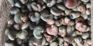 Raw Cashew Nuts