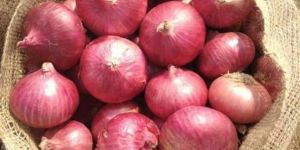 Indian Big Red Onion