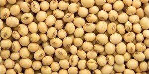 Soya Bean Seeds