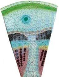 Dicot Stem Tissue Model