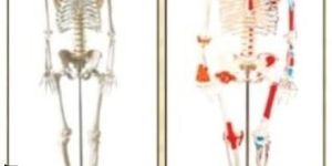 Human Skeleton Model