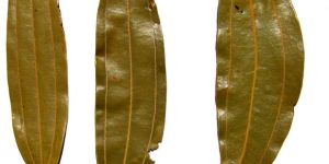 Dried Bay Leaves