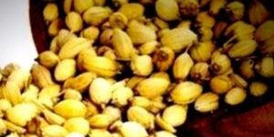 Dried Organic Coriander Seed