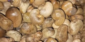 Raw Cashew Nuts