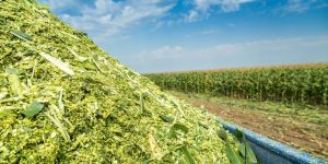 MAIZE SILAGE