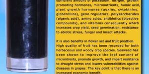 Seaweed Extract Liquid