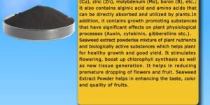Seaweed Extract Powder