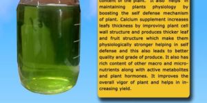 Seaweed Green Algae Extract Liquid