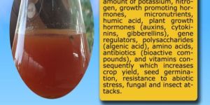 Seaweed Red Algae Extract Liquid