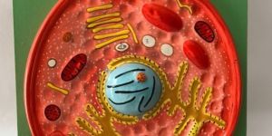 Animal Cell Model