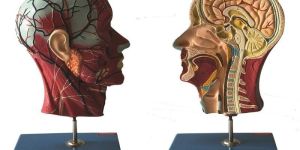Half Head with Blood Vessels Model