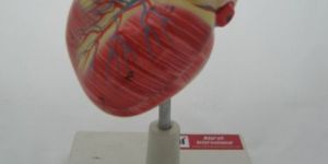 Human Heart Model
