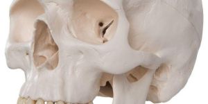 Human Skull Model