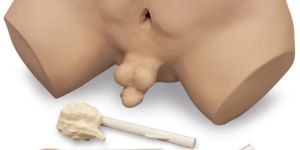 Prostate Inspection Model