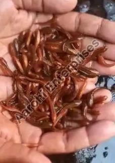 1 Inch Murrel Fish Seed