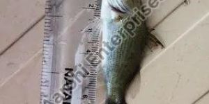 7 Inch Sea Bass Fish