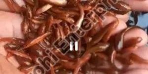 Feed Converted Murrel Fish Seed