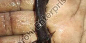 Hybrid Magur Fish Seed