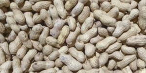 Groundnut Inshell 18/24