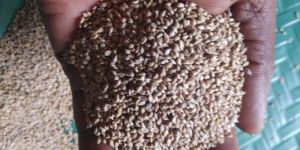 Browntop Millet