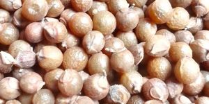 Dry Soapnut