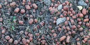 Agricultural Perlite