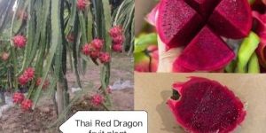 Thai Red Dragon Fruit Plant