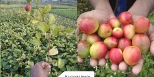 Kashmiri Apple Ber Plant