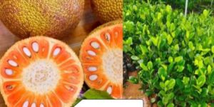 Red Jackfruit Plant