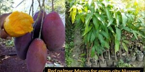 Red Palmer Mango Plant