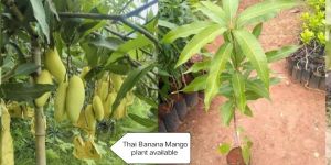 Thai Banana Mango Plant