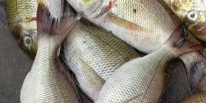 Fresh Vela Meen Fish