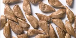 Cedrus Deodara Seeds