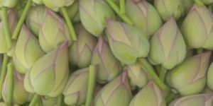 Fresh Lotus Flower