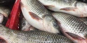 Frozen Rohu Fish