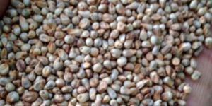 Green Millet