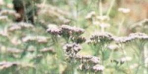 Achillea Millefolium