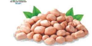 Peanut Seeds
