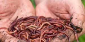 Vermiculture